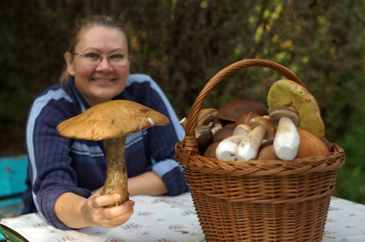 Houbaření v ČR: Kdy, kde a jak bezpečně sbírat houby