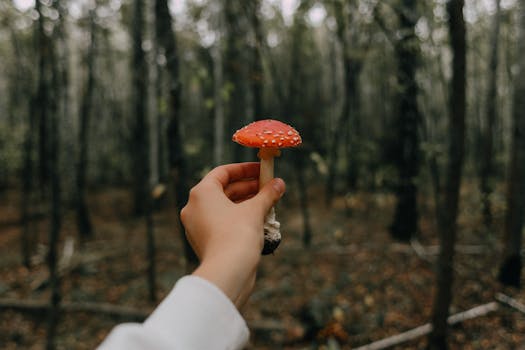 České houbaření: Průvodce, tipy a nejlepší lokality