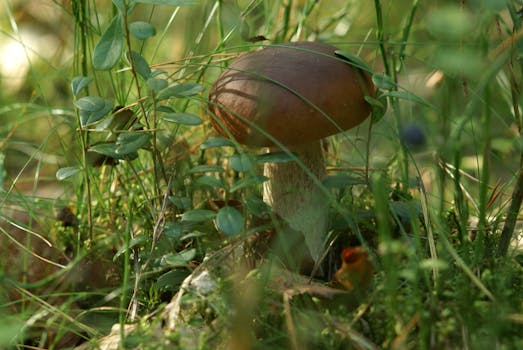 Houbaření v ČR: Průvodce pro bezpečný a úspěšný sběr hub