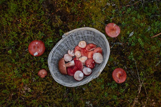 Houbaření v ČR: Kde a Jak Sbírat Houby Pro Začátečníky