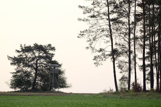 Houbaření v Česku: Tradice, Tipů & Bezpečnostní Průvodce