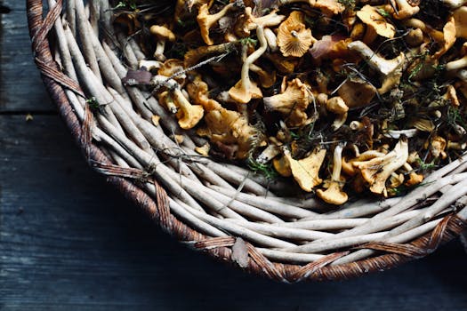 Houbaření v ČR: Od košíku k úrodě, tipy pro každého!