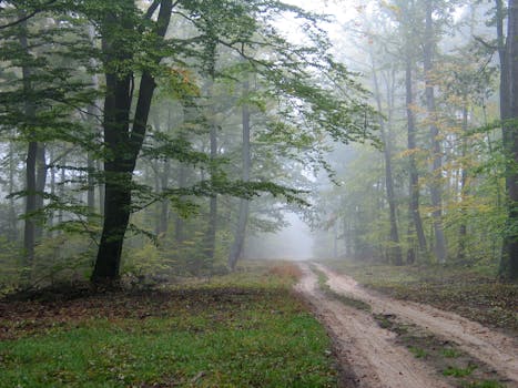 Podzimní Tradice v Česku: Houbaření, Tipy a Nejlepší Období