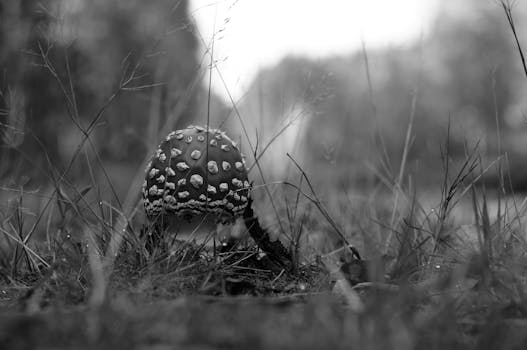 Kouzlo Houbaření v Česku: Průvodce Pro Začátečníky i Zkušené