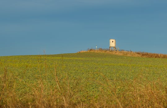 Houbaření v Česku: Tradice, Tipy a Jak na Bezpečný Sběr