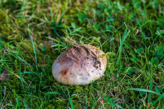 Průvodce sběrem hub v Česku: Od začátečníka po experta