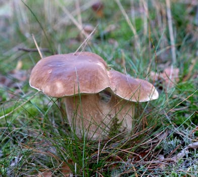 Houbaření v Česku: Tipy, Triky a Nejlepší Období pro Sběr