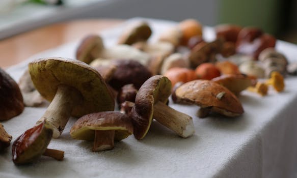 Houbaření v Česku: Od přípravy po sběr oblíbených druhů