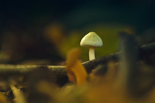 Houbaření v ČR: Kompletní průvodce pro začátečníky i zkušené