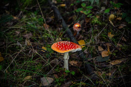 Průvodce sezónním houbařením v Česku: Změny, tipy a úlovky