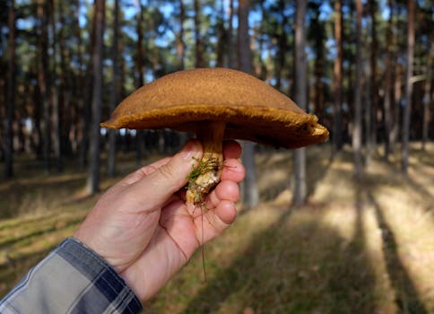 Váš Průvodce Houbařením v Česku: Od Výběru Náčiní po Rituály