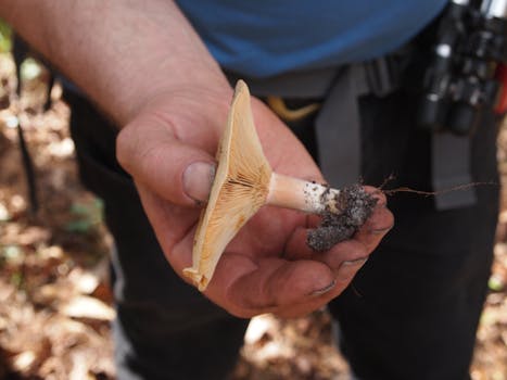 Průzkum českého houbaření: Tradice, technologie a klimatické výzvy